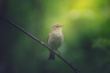 Willow warbler