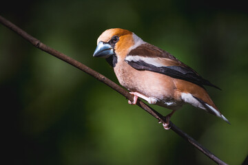 Hawfinch