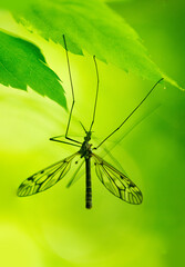 Crane Fly