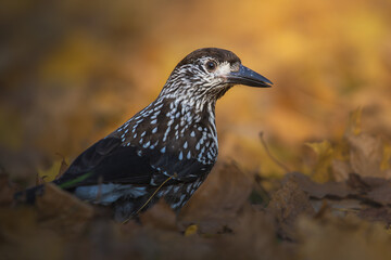 Spotted Nutcracker