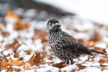 Spotted Nutcracker