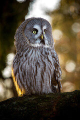 Great Grey Owl