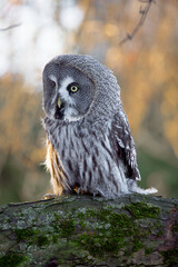 Great Grey Owl