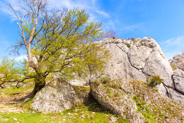 Beautiful lime rocks formation near Rzedkowice village in Polish Jurassic Highland on sunny spring day, Poland