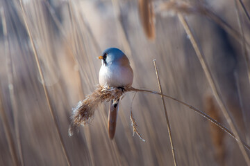 Bearded Tit