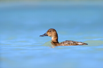 Pochard