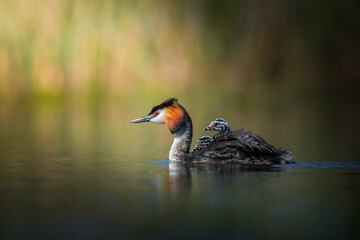Great Crested Grebe
