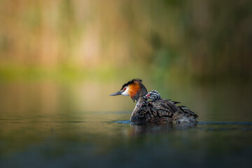 Great Crested Grebe
