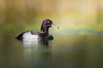 Tufted Duck