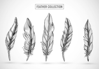 Fototapeta Hand draw feather sketch set design obraz