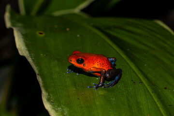 Strawberry Poison Dart Frog (Oophaga pumilio) Up Close - 477321455