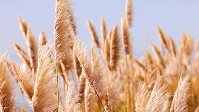 Beautiful slow motion background of Pampas Grass blowing in the breeze with the Pacific Ocean and coast of California near Big Sur in the background.