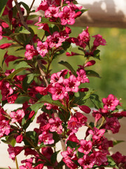 Weigelia ou weigela florida. Arbuste ornemental à floraison printanière abondante de grosses...