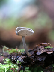 Felt saddle fungus, wild fungus from Finland Helvella macropus © Henri Koskinen