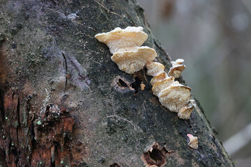 A polypore fungus growing on hazel in Finland, no common English name, scientific name is Antrodiella serpula