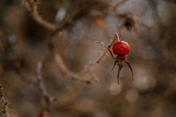 Beach Dry Rose or Rosa rugosa, frozen hip fruits thorny bush of dried red and orange wild berries, snow prickly branches, winter in Czech, close up photo with selective soft focus, natural background