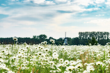 Dutch daisy flower field with windmill