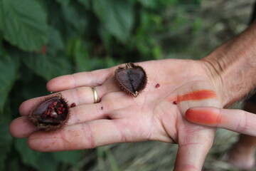 Hand holding annatto seeds (Bixa orellana).The fruit of annatto (Annatto). Its name, in Tupi, means red and is used by Brazilian indigenous people as paints, sunscreen and repellent, spices