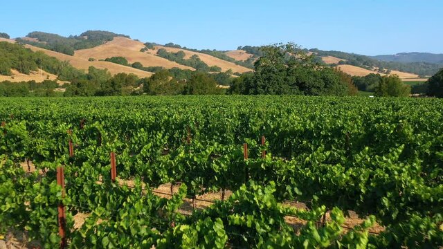 Drone view of a vineyard in Sonoma, CA, U.S.