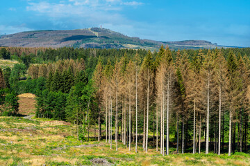 Abgestorbene Fichten im Naturpark Harz