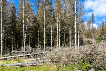 Abgestorbene Fichten im Naturpark Harz