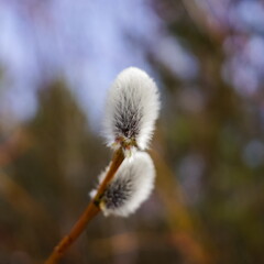 Easter, spring nature background. Young furry willow catkins. Macro,  selective focus, space for copy, side view.