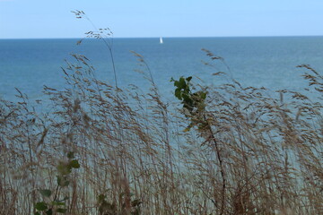 Gräser vor der polnischen Ostsee