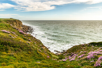 Arm&eacute;ries maritimes (Armeria maritima ou gazon d'Espagne) en fleurs au cap Gris-Nez