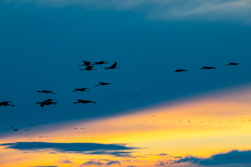 Naklejka na ściany i meble Silhouettes of flying Cranes ( Grus Grus) at Sunset France