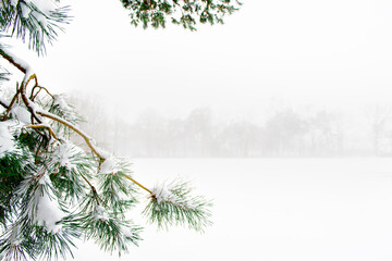 Pine tree in a misty winter landscape.