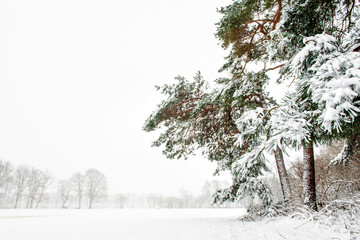 Pine tree in a misty winter landscape.