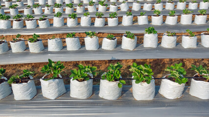 Fototapeta premium Planting strawberry seedlings in nursery bags for ease of care. Agriculture farm of strawberry field. Cultivation of strawberry fruits using the plasticulture method, plants growing on plastic mulch.