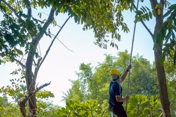 Asian professional gardener trimming plants using pruning saw on a ladder. A Tree Surgeon or...