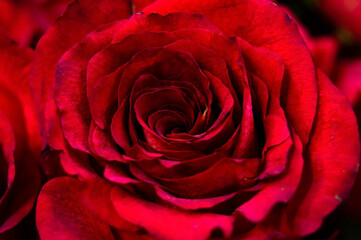 Close-up of a dark red rose bud, on a dark background. Selective focus