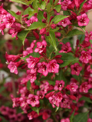 Gros plan sur weigelia ou weigela florida à grosses fleurs rouges rubis en forme de calice ou entonnoirs à l'aisselle de feuilles vertes sur des rameaux arqués marron gris et clair
