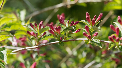 Branche arquée du weigelia ou weigela florida portant des boutons floraux rouge et rose en cours de formation à l'aisselle de feuilles vertes