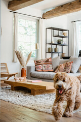 Dog in the living room