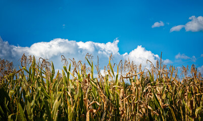 Stalks of corn with blue sky and white clouds in the background.  September corn starting to mature in early Autumn.