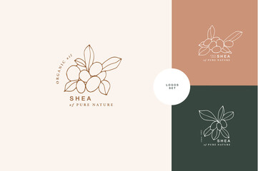 Vector illustration shea branch - vintage engraved style. Logo composition in retro botanical style.