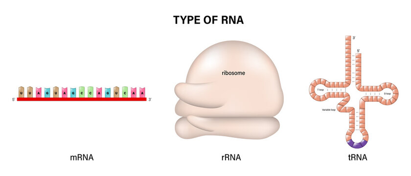 Types of RNA. Messenger RNA (mRNA), transport RNA (tRNA) and ribosomal RNA (rRNA).