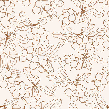Vector illustration macadamia branch - vintage engraved style. Seamless pattern in retro botanical style.