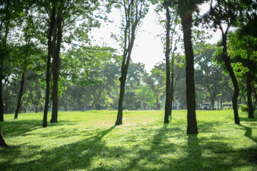 defocused bokeh background of garden trees in sunny day