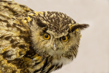 Portrait of an owl (Latin Bubo bubo) close-up with beautiful feathers and big eyes on a white background. Birds, ornithology, ecology.