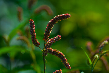 caterpillar on a leaf