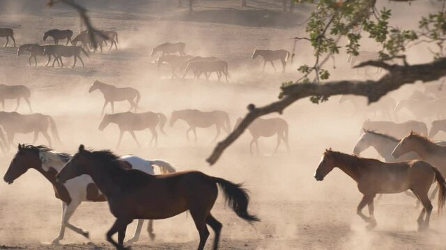 Slow motion shot of herd of wild horses in Alvord Desert