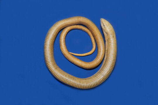 The arrow-snake (Psammophis lineolatus) is olive-gray in color, arranged in rings on a blue background. The animal world is reptilian snakes.