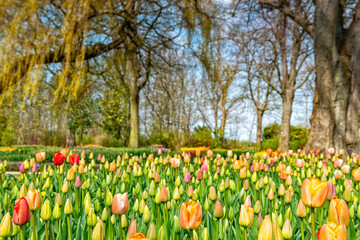 Tulips beginning to bloom in a park like environment.