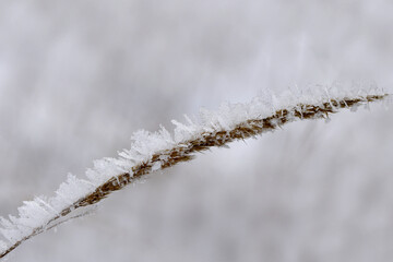 Grashalm im Winter mit Eiskristallen