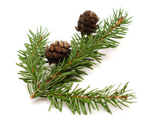 Two spruce cones on a Christmas branch spruce isolated on white background