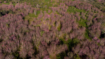 aerial view from drone Beautiful pink sakura Flower at phu lom lo Loei, Thailand. Mountain is covered with a pink sakura blossom, beautiful pink flowers and blue sky.  Wild Himalayan Cherry.